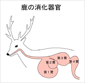 鹿の胃