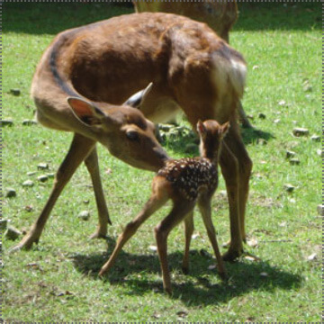 メス鹿の妊娠